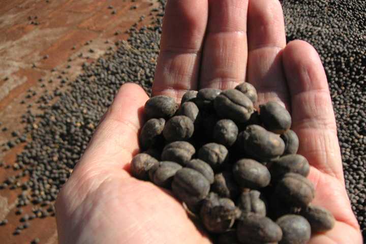 Dry Processing Coffee Beans